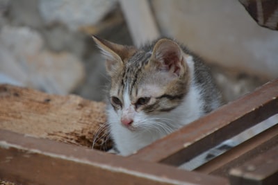 棕色虎斑猫
